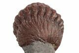 Enrolled Red Austerops Trilobite - Hmar Laghdad, Morocco #329735-2